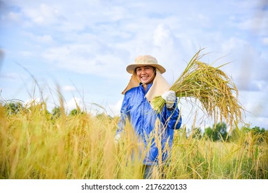 A female farmer wearing a hat and mask is harvesting rice with a sickle in the field, smiling and happy face, holding bunch of rice,  There is a beautiful background of blue sky and clouds.