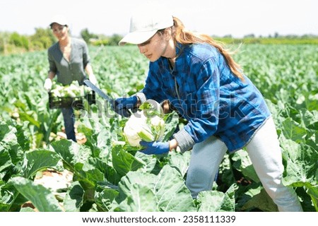 Female farmer working in a farm field, harvesting cauliflower cabbage on a sunny spring day
