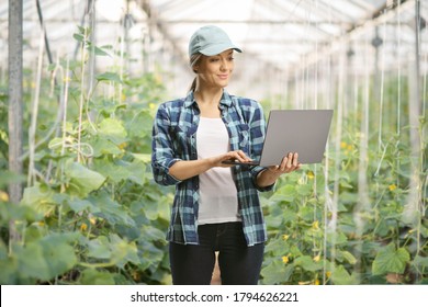 Female farmer working on a laptop inside a cucumber greenhouse - Powered by Shutterstock