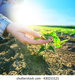 Female Farmer's Hands In Soybean Field, Responsible Farming And Dedicated Agricultural Crop Protection, Selective Focus.