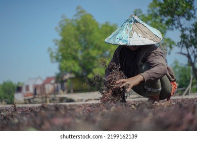 Female Farmers Are Harvesting Seaweed. Seaweed Cultivation Has An Important Role For The Economy Of Coastal Communities. 