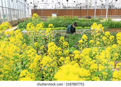 Female Farmers Work Hard In The Greenhouse, North China