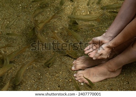Female Feet in Natural Water with Garra Rufa Fish, Concept of Nature and Spa.