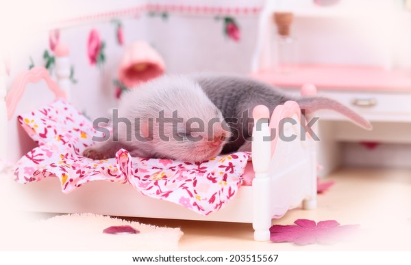 baby in the doll house