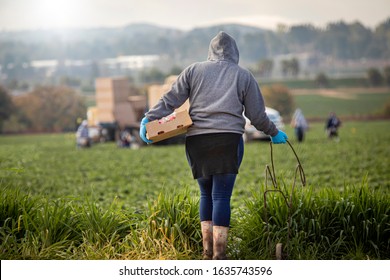 Female field worker in hoddie at strawberry farm walking with box for picking with other workers in the distance in morning haze. - Shutterstock ID 1635743596