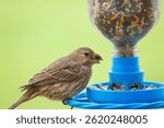 A female finch is perched at a blue bird feeder, eating seeds. The feeder is filled with a variety of seeds. The background is a soft green. Close-up shot