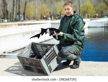 Female Fish Farm Worker Holding Adult Sturgeon Fish