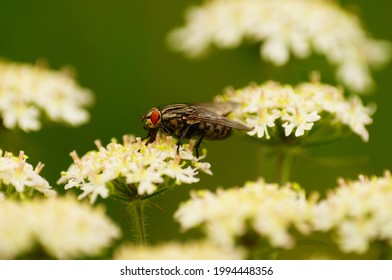 A Female Flesh Fly Feeds On Flowers Of The Common Hogweed In Volkspark Niddatal On A Gloomy Day  Macro Shot 