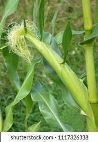 Female Flower Of Maize In Field