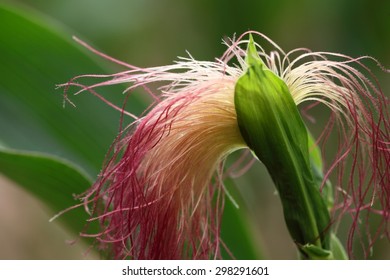 Female Flower Of A Maize Plant. 