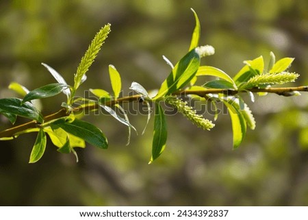 Female flowering catkin on a willow. Flowers of Salix viminalis in sunny day. Blossom of the basket willow in the spring. Bright common osier or osier. Soft focus. Seasonal wallpaper for design