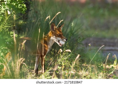 A Female Fox With An Egg In Her Mouth