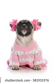 female french bulldog puppy wearing pink sweater on white background