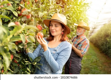 Female Fruit Grower Inspecting Apples With Coworker In Orchard