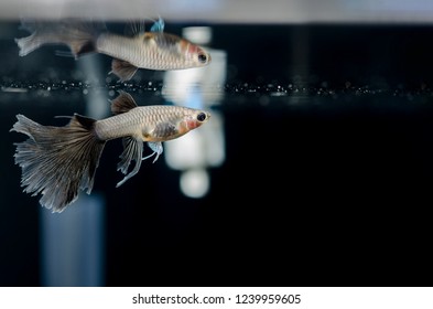 black swallower fish eating