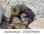 A female fur seal is suckling her pup at the Kaikoura Seal Colony in New Zealand. The  two mammals are tucking behind a big rock at the shore of the Tasman Sea