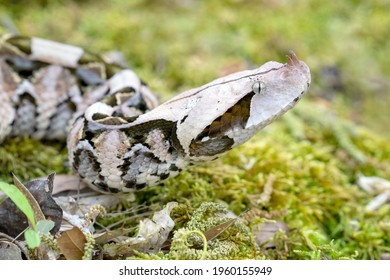 Female Gaboon Viper Snake (Bitis gabonica) on forest floor. - Powered by Shutterstock