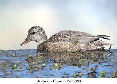 Female Gadwall Duck Stock Photo 375505930 | Shutterstock