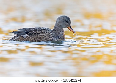 A female gadwall (Mareca strepera) swimming and foraging in a colorful pond in the city.