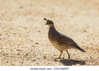 A female Gambel quail walks along a dirt road in the Mojave desert - Shutterstock ID 2191766997