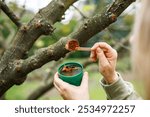 Female gardener is applying tree wound dressing or grafting wax to prevent infection and fungal or parasitic diseases after pruning branch