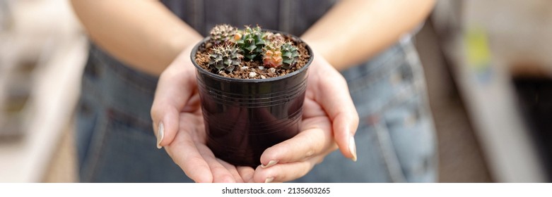 Female gardener concept several tiny cactuses in the black plastic pot held by two hands of the one wearing denim apron. - Powered by Shutterstock