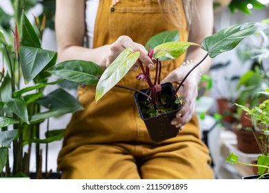 Female gardener holding pot with growing houseplant work in home garden. Young freelancer florist greenhouse owner examine potted plant before replanting or sale in small retail store. Selective focus