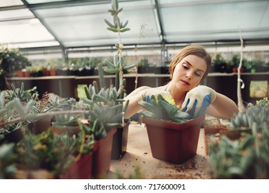 Female gardener planting cactus plant in a pot in greenhouse. Female worker working at garden center. - Powered by Shutterstock