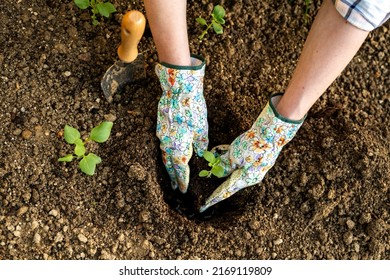 Female gardener planting flowers in her flowerbed. Gardening concept. Garden landscaping small business owner. Planting snapdragon seedlings. Top view. - Powered by Shutterstock