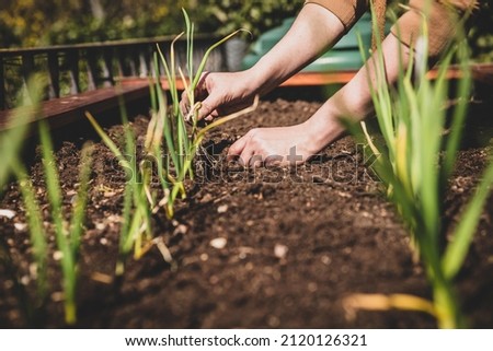 Female gardener planting and seperate garlic plants on a raised bed