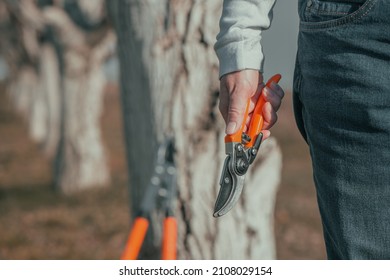 Female Gardener Posing With Hand Pruner In Walnut Orchard Ready For Pruning, Woman Farmer Using Pruning Shears