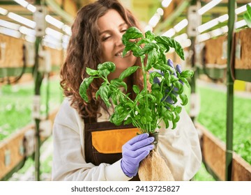 Female gardener smelling aromatic leaf of green basil in greenhouse. Young woman in garden rubber gloves holding pot with green leafy plant and enjoying scent of basil.