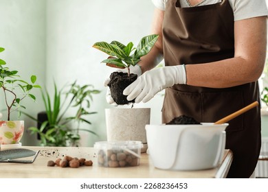 Female gardener transplant houseplant into ceramic pots on wooden table. Home garden concept. Springtime. Stylish interior with lots of plants. House plant care - Powered by Shutterstock