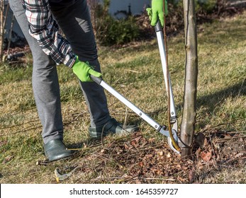 Female Gardener Using Pruning Shears To Prune Root Sprouts Of Fruit Tree