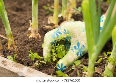 Female Gardening Weeding Weed Plants Grass In Vegetable Beds Of Onion Close Up. Weed Removal.