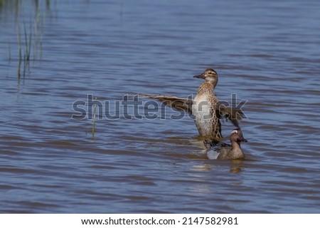 Female Garganey (Spatula querquedula) flapping its wings at the Remolar nature reserve in Viladecans, Barcelona (Spain). Zdjęcia stock © 