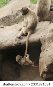 Female Gelada Baboons (Theropithecus gelada) with a baby hanging from his mother's tail