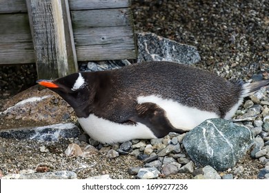 Female Gentoo Penguin On Nest Damoy Point Hut Antarctic Peninsula Antarctica.