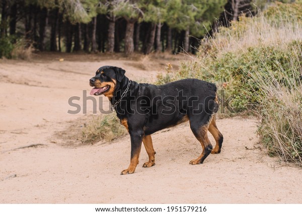 Female german line rottweiler dog enjoying\
a day out in the\
countryside\
