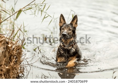 A female german shepherd dog having fun in the water of a pond in autumn outdoors