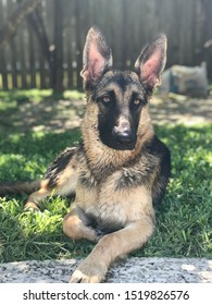 Female German Shepherd Dog Under A Shade Tree In My Backyard Laying In Grass.