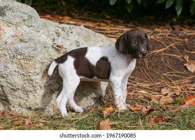 Female German Shorthaired Pointer Puppy