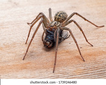 Female Giant House Spider (Eratigena Duellica) Feeding On A Large Bluebottle Blowfly (Calliphora Vicina). 3/4 View. Delta, British Columbia, Canada