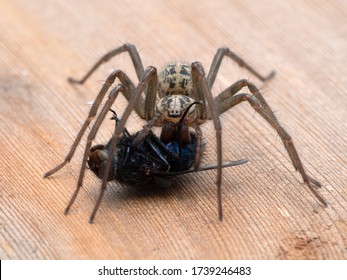 Female Giant House Spider (Eratigena Duellica) Feeding On A Large Bluebottle Blowfly (Calliphora Vicina). Delta, British Columbia, Canada