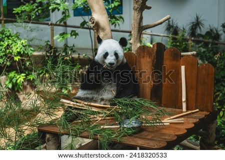 Female giant panda eating bamboo at Zoo Negara Malaysia.