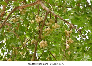 A Female Ginkgo Tree And Ginkgo Nuts. Ginkgoaceae Deciduous Dioecious Tree. Nuts Is Edible And Medicinal.
