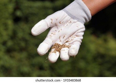 A Female Gloved Hand Sowing Grass Seeds. Establishing A Lawn.  Work In The Garden. 