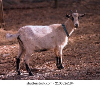 A female goat doe with white and brown fur and pointed antlers on a farm
