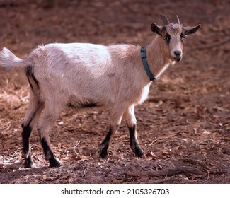 A female goat doe with white and brown fur and pointed antlers on a farm.