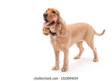 cocker spaniel puppies golden and white